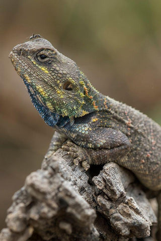 Tanzania-Ngorongoro Conservation Area-Ndutu Plains-Small ant walks across head of Agama Lizard White Modern Wood Framed Art Print with Double Matting by Souders, Paul