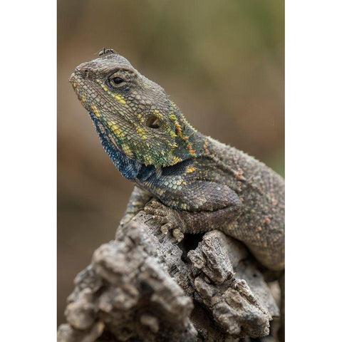 Tanzania-Ngorongoro Conservation Area-Ndutu Plains-Small ant walks across head of Agama Lizard Black Modern Wood Framed Art Print by Souders, Paul