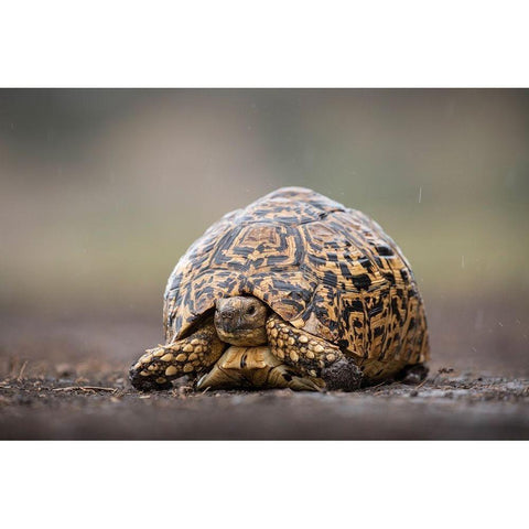 Africa-Tanzania-Ngorongoro Conservation Area-Leopard Tortoise  Black Modern Wood Framed Art Print by Souders, Paul