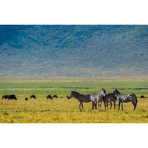 Plains zebras-Equus quagga-Ngorongoro crater-Ngorongoro Conservation Area-Serengeti-Tanzania White Modern Wood Framed Art Print by Pitamitz, Sergio