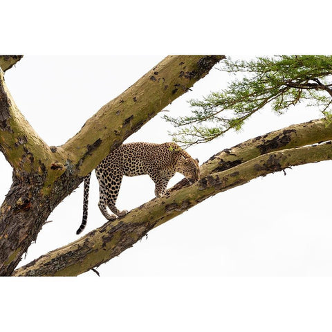 Leopard-Panthera pardus-on a tree-Seronera-Serengeti National Park-Tanzania Black Modern Wood Framed Art Print by Pitamitz, Sergio