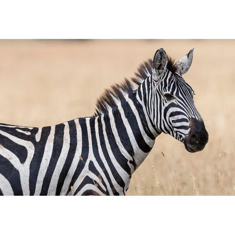 Plains zebra-Equus quagga-Seronera-Serengeti National Park-Tanzania Gold Ornate Wood Framed Art Print with Double Matting by Pitamitz, Sergio