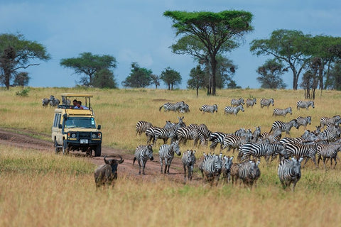 Plains zebras-Equus quagga-Seronera-Serengeti National Park-Tanzania White Modern Wood Framed Art Print with Double Matting by Pitamitz, Sergio