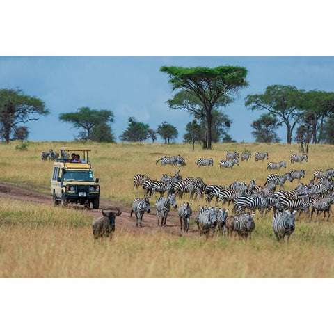 Plains zebras-Equus quagga-Seronera-Serengeti National Park-Tanzania Black Modern Wood Framed Art Print by Pitamitz, Sergio