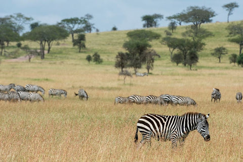 Plains zebras-Equus quagga-Seronera-Serengeti National Park-Tanzania Black Ornate Wood Framed Art Print with Double Matting by Pitamitz, Sergio