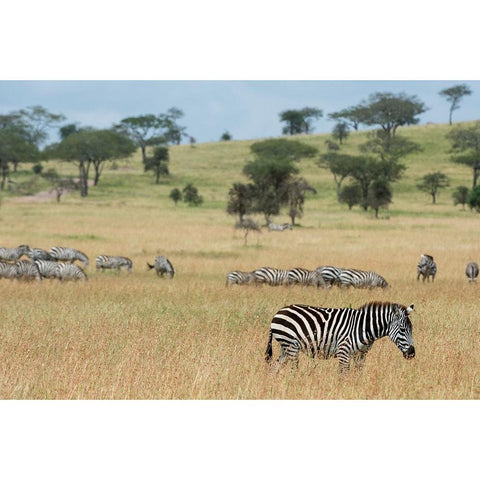 Plains zebras-Equus quagga-Seronera-Serengeti National Park-Tanzania Black Modern Wood Framed Art Print by Pitamitz, Sergio