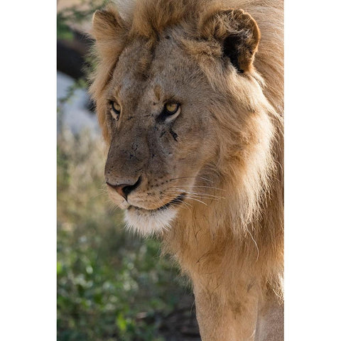 Lion-Panthera leo-Ndutu-Ngorongoro Conservation Area-Serengeti-Tanzania Black Modern Wood Framed Art Print by Pitamitz, Sergio