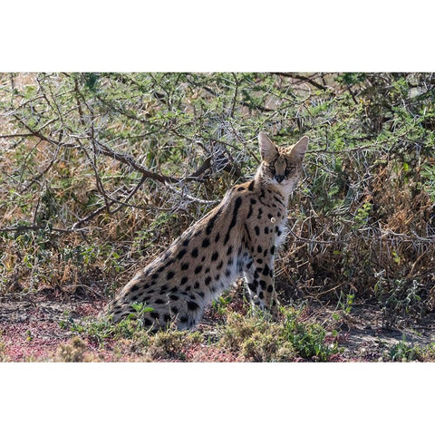 Serval-Leptailurus serval-Ndutu-Ngorongoro Conservation Area-Serengeti-Tanzania Black Modern Wood Framed Art Print by Pitamitz, Sergio