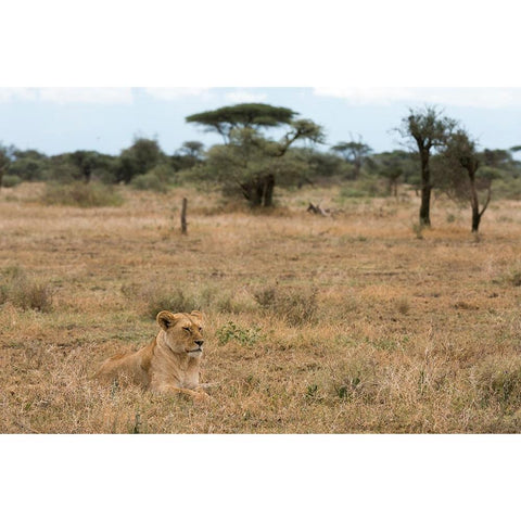 Lion-Panthera leo-Ndutu-Ngorongoro Conservation Area-Serengeti-Tanzania Black Modern Wood Framed Art Print by Pitamitz, Sergio