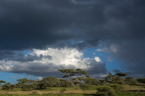Rainstorm approaching Ndutu-Ngorongoro Conservation Area-Serengeti-Tanzania White Modern Wood Framed Art Print with Double Matting by Pitamitz, Sergio