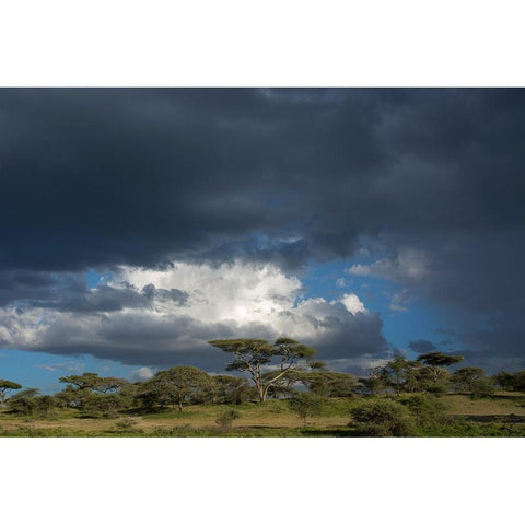 Rainstorm approaching Ndutu-Ngorongoro Conservation Area-Serengeti-Tanzania Gold Ornate Wood Framed Art Print with Double Matting by Pitamitz, Sergio