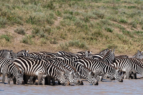 A herd of plains zebras-Hidden Valley lake-Ndutu-Ngorongoro Conservation Area-Serengeti-Tanzania Black Ornate Wood Framed Art Print with Double Matting by Pitamitz, Sergio