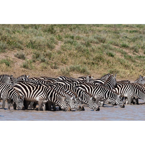 A herd of plains zebras-Hidden Valley lake-Ndutu-Ngorongoro Conservation Area-Serengeti-Tanzania Black Modern Wood Framed Art Print by Pitamitz, Sergio