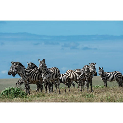 Plains zebras-Equus quagga-Ndutu-Ngorongoro Conservation Area-Serengeti-Tanzania Black Modern Wood Framed Art Print by Pitamitz, Sergio