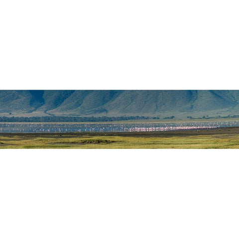 Greater flamingos-Ngorongoro crater-Ngorongoro Conservation Area-Serengeti-Tanzania Gold Ornate Wood Framed Art Print with Double Matting by Pitamitz, Sergio