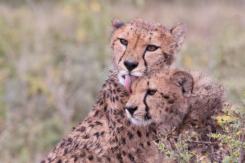 Cheetah cubs bonding-while waiting the call for dinner-Serengeti-Tanzania-Africa Black Ornate Wood Framed Art Print with Double Matting by Norring, Tom