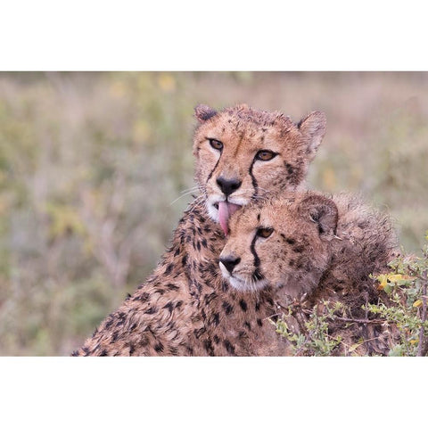 Cheetah cubs bonding-while waiting the call for dinner-Serengeti-Tanzania-Africa Gold Ornate Wood Framed Art Print with Double Matting by Norring, Tom