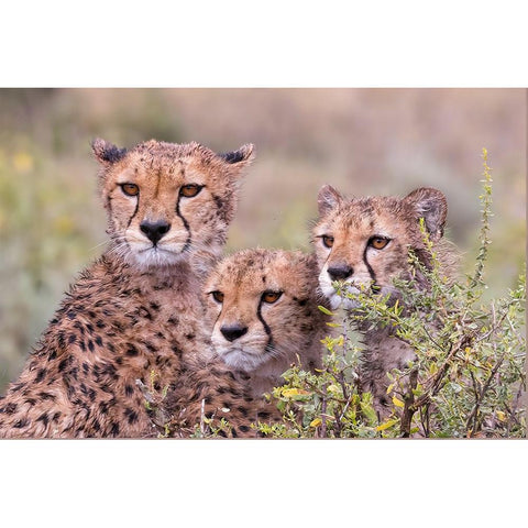 Cheetah cubs trying to hide behind bush-but too curious to stay in hiding-Serengeti-Tanzania-Africa Black Modern Wood Framed Art Print by Norring, Tom