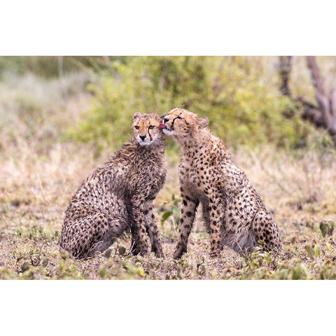 Cheetah cubs bonding-Serengeti National Park-Tanzania-Africa Black Modern Wood Framed Art Print by Norring, Tom