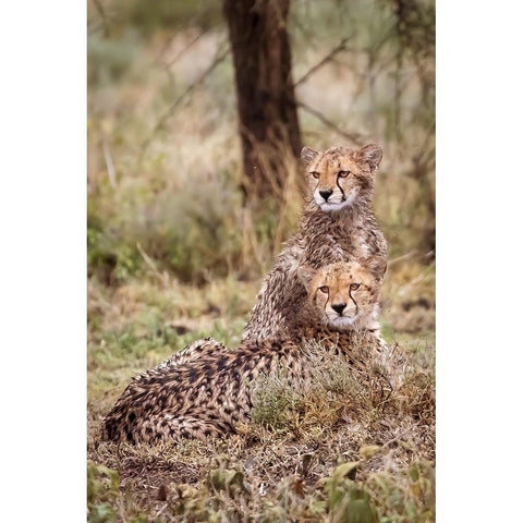 Cheetah cubs-Serengeti National Park-Tanzania-Africa Black Modern Wood Framed Art Print by Norring, Tom