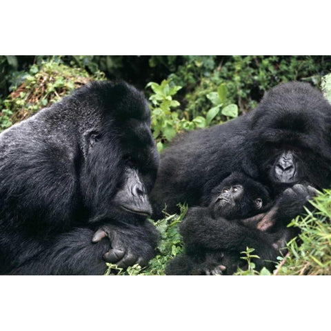 Zaire, Virungas NP Wild mountain gorilla family Black Modern Wood Framed Art Print by Welling, Dave