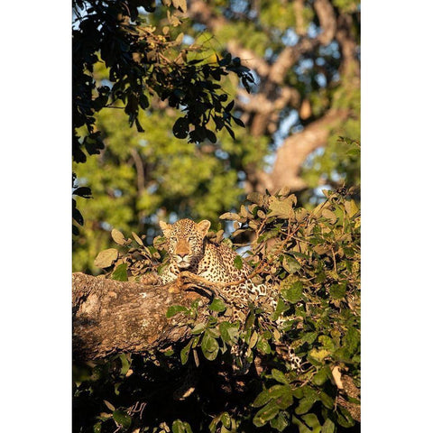 Africa-Zambia-South Luangwa National Park Male African leopard  Black Modern Wood Framed Art Print by Hopkins, Cindy Miller