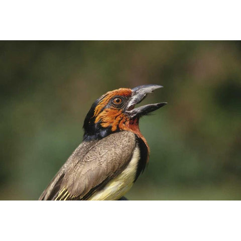 Zimbabwe Close-up of black-collared barbet Black Modern Wood Framed Art Print by Williams, Joanne