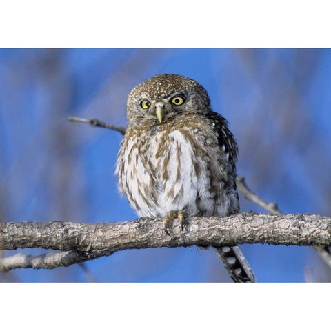 Zimbabwe Close-up of pearl spotted owl on branch Gold Ornate Wood Framed Art Print with Double Matting by Williams, Joanne