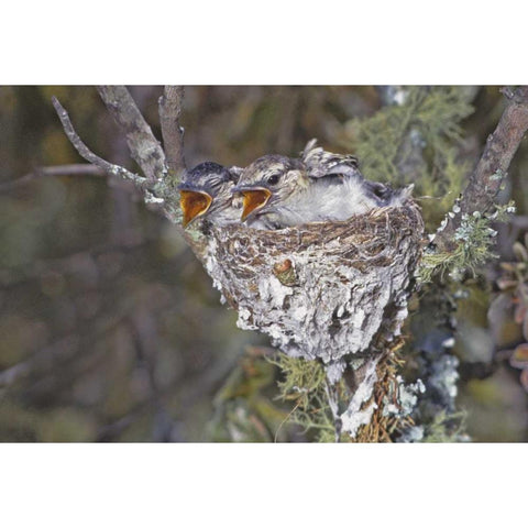 Zimbabwe Puff-backed shrike chicks in nest Black Modern Wood Framed Art Print with Double Matting by Williams, Joanne