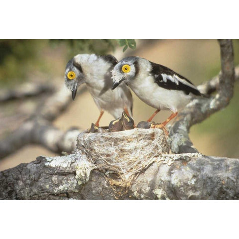 Zimbabwe Helmetshrike on nest with babies Gold Ornate Wood Framed Art Print with Double Matting by Williams, Joanne