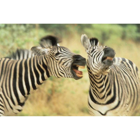 Zimbabwe Two zebras in a dispute Black Modern Wood Framed Art Print with Double Matting by Williams, Joanne