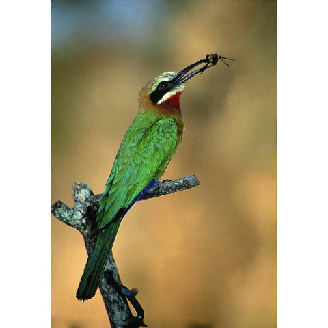 Zimbabwe White-fronted bee-eater with a bee Black Modern Wood Framed Art Print with Double Matting by Williams, Joanne
