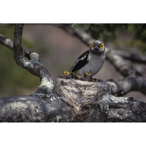 Zimbabwe White helmutshrike on nest with chicks Black Modern Wood Framed Art Print by Williams, Joanne