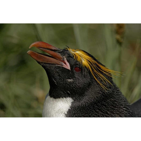 South Georgia Isl, Cooper Bay Macaroni penguin Black Modern Wood Framed Art Print by Morris, Arthur