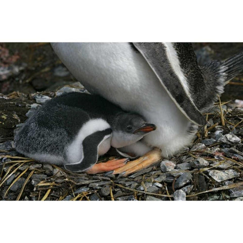 South Georgia Isl, Gold Bay Gentoo penguin chick White Modern Wood Framed Art Print by Morris, Arthur