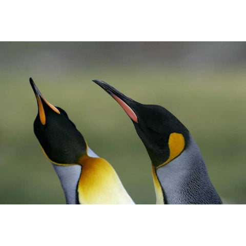 South Georgia Isl King penguins in courtship Black Modern Wood Framed Art Print by Morris, Arthur
