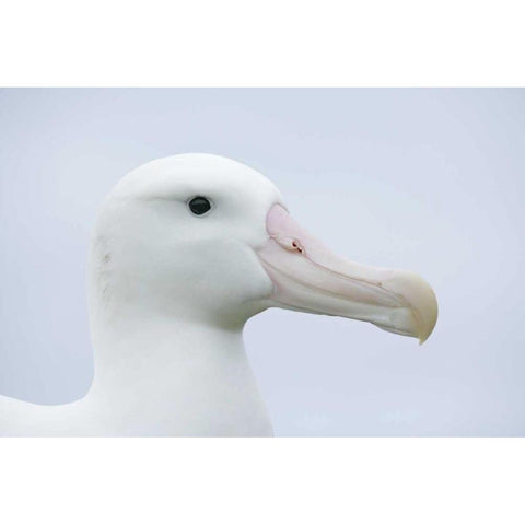 South Georgia Isl, Prion Isl Wandering albatross Black Modern Wood Framed Art Print with Double Matting by Morris, Arthur