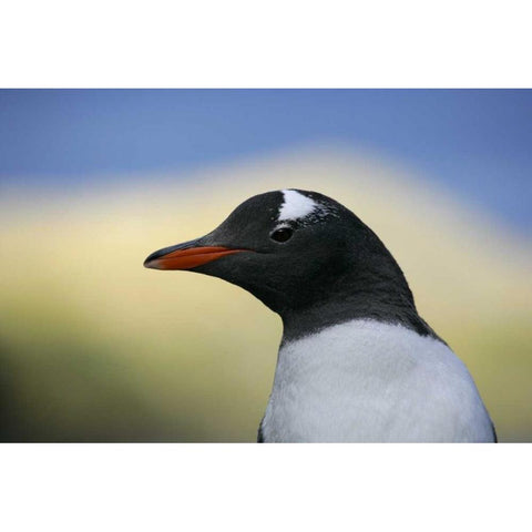 South Georgia Is, Stromess Bay Gentoo penguin White Modern Wood Framed Art Print by Morris, Arthur