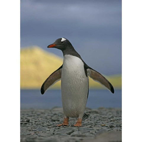 South Georgia Isl, Stromess Bay Gentoo penguin Black Modern Wood Framed Art Print by Morris, Arthur