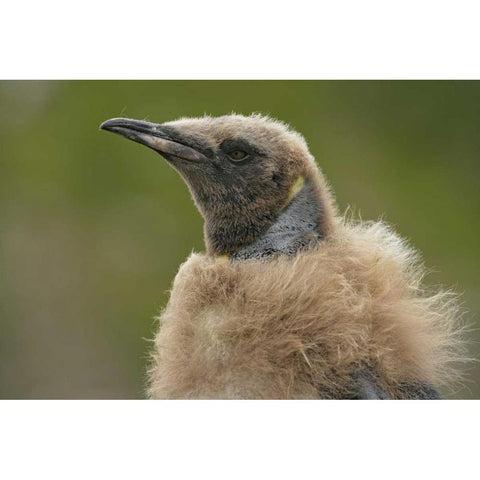South Georgia Island Molting king penguin chick White Modern Wood Framed Art Print by Morris, Arthur
