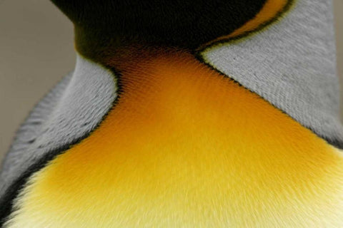 South Georgia Island Detail of king penguin Black Ornate Wood Framed Art Print with Double Matting by Morris, Arthur