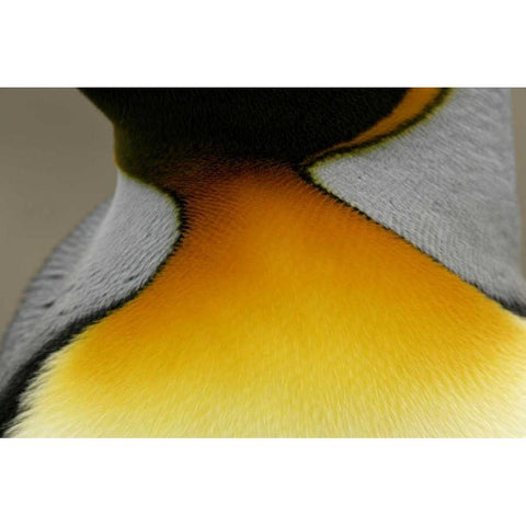 South Georgia Island Detail of king penguin Black Modern Wood Framed Art Print by Morris, Arthur