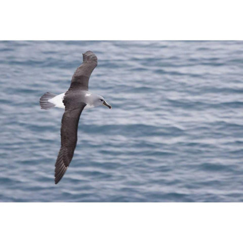 South Georgia Island Gray-headed albatross White Modern Wood Framed Art Print by Paulson, Don