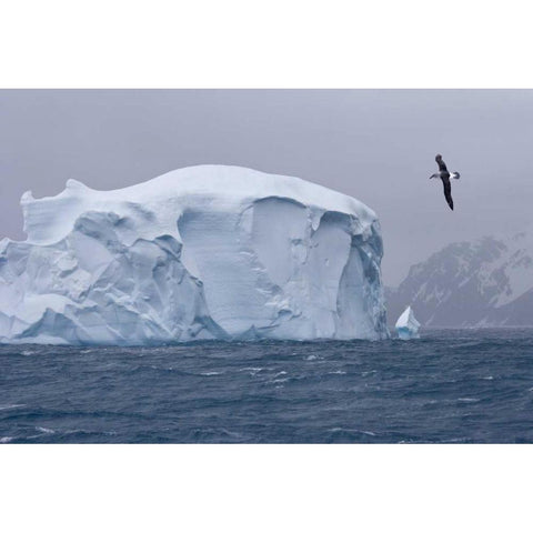 South Georgia Island Albatross by an iceberg White Modern Wood Framed Art Print by Paulson, Don