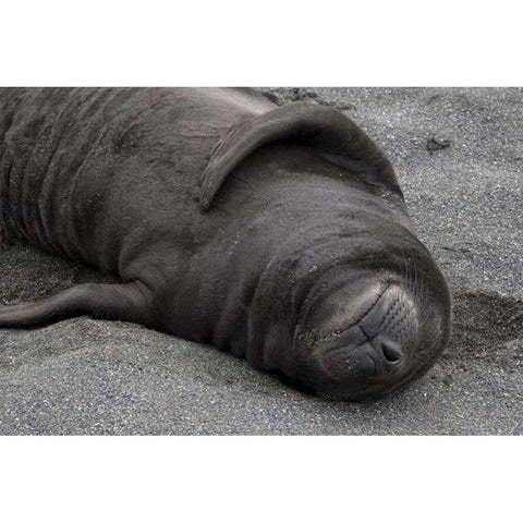 South Georgia Island Elephant seal pup sleeps Black Modern Wood Framed Art Print with Double Matting by Paulson, Don