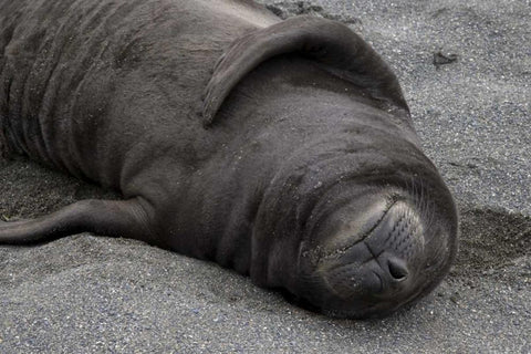 South Georgia Island Elephant seal pup sleeps Black Ornate Wood Framed Art Print with Double Matting by Paulson, Don