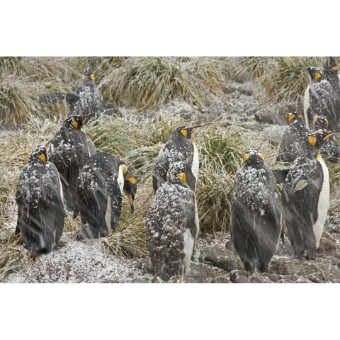 South Georgia Isl, King penguins in snowstorm White Modern Wood Framed Art Print by Paulson, Don