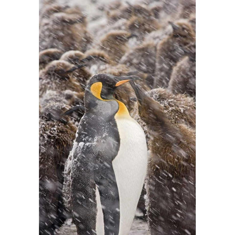 South Georgia Isl, King penguin begs for food Black Modern Wood Framed Art Print by Paulson, Don