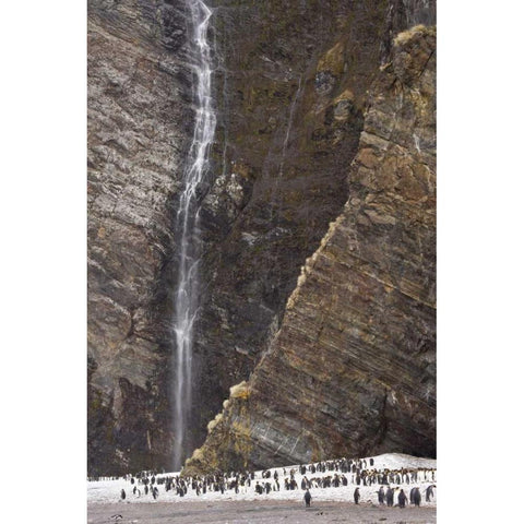 South Georgia Isl, Fortuna King penguin colony Black Modern Wood Framed Art Print with Double Matting by Paulson, Don