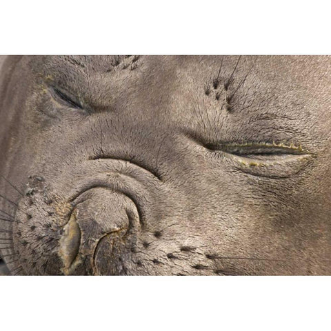 UK Territory, South Georgia IslandElephant seal Black Modern Wood Framed Art Print by Paulson, Don